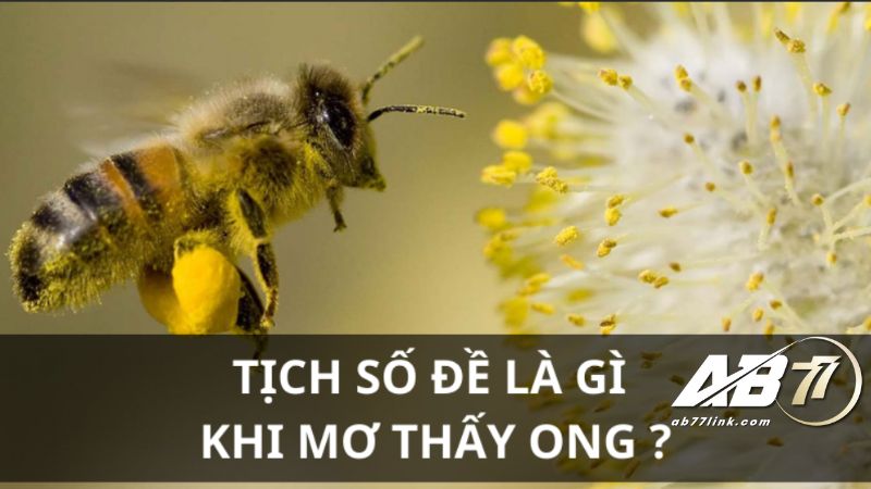 Tịch số đề là gì khi mơ thấy ong?